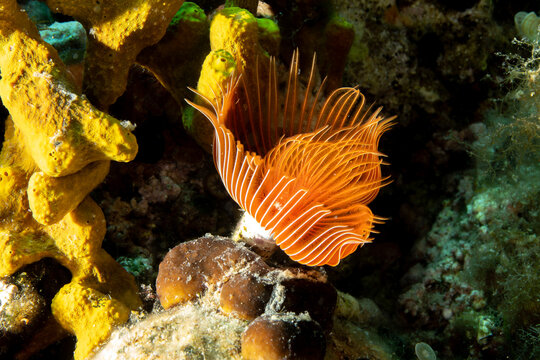 Protula is a genus of marine polychaete worms in the family Serpulidae