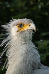 Portrait of a Sagittarius messenger bird, also known as a serpent, close-up profile