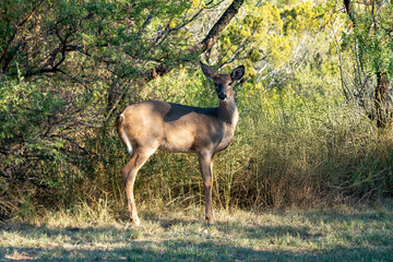 Deer in Palo Duro Canyon, Texas