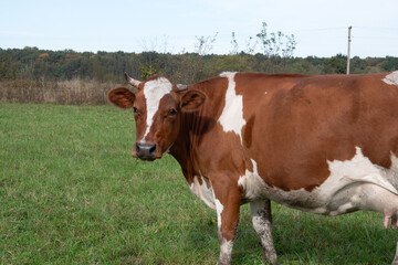 Obraz premium Cows graze in the pasture. Agriculture. Cattle breeding.