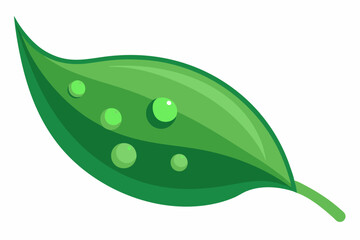 Dew Drops on Leaf Vector Art
