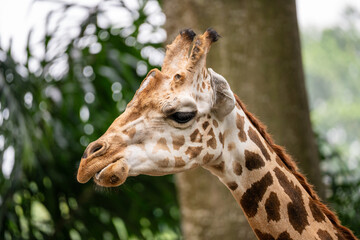 Giraffe (Giraffa camelopardalis) close up, showing spots and bumps on head and ears.