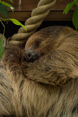 The sloth is a slow-oving mammal found in Central and South America, known for its leisurely pace of life and arboreal habitat. With a unique appearance characterized by long claws, shaggy fur.