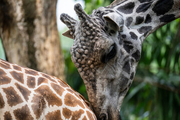 Giraffe (Giraffa camelopardalis) close up, showing spots and bumps on head and ears.