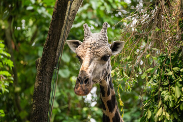 Giraffe (Giraffa camelopardalis) close up, showing spots and bumps on head and ears.