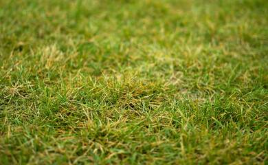 Green and yellow grass landscape background