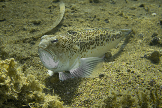 The starry weever, or streaked weever (Trachinus radiatus) is a fish of the family Trachinidae