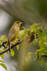 portrait d'un très joli verdier d'europe au printemps, sous ses couleur de séduction