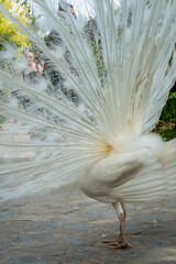 White peacock with its beautiful open tail and feathers in the botanical garden, splendid mating plumage. Peacock bird walking freely