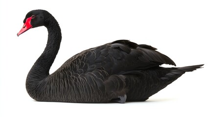 Black swan, white isolated background