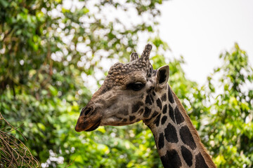 Giraffe (Giraffa camelopardalis) close up, showing spots and bumps on head and ears.