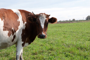 Cows graze in the pasture. Agriculture. Cattle breeding.