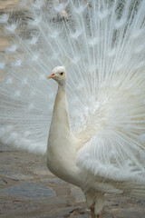 White peacock with its beautiful open tail and feathers in the botanical garden, splendid mating plumage. Peacock bird walking freely
