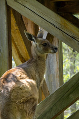 Curious wallaby kangaroo in a natural habitat, Phillip Island, Victoria, Australia