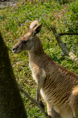 Curious wallaby kangaroo in a natural habitat, Phillip Island, Victoria, Australia