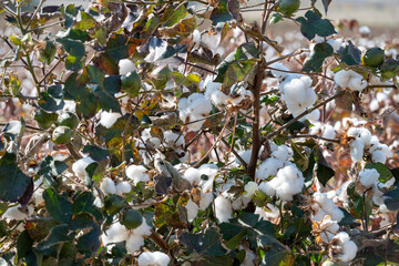 cotton plant ready for harvest closeup