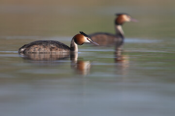 Two great crested grebes mating on a lake