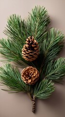 Pine tree needles brunch and cones. Christmas decoration. 