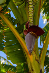 A vibrant banana flower blooms under clear blue skies in a tropical paradise, showcasing nature's beauty