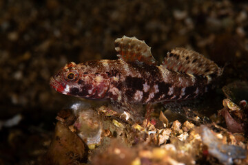 The red-mouthed goby (Gobius cruentatus) is a species of goby native to the Eastern Atlantic Ocean 