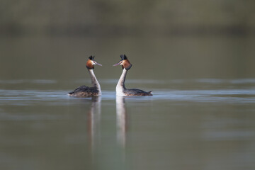 Two great crested grebes mating on a lake