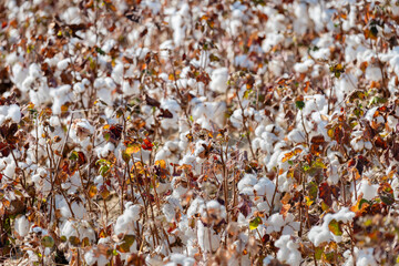 cotton field ready for harvest on a sunny day