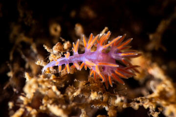 Paraflabellina ischitana is a species of sea slug, an aeolid nudibranch, a marine gastropod mollusk in the family Flabellinidae.