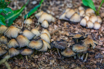 A group of mushrooms of the family Coprinellus sp.A cluster of Common Ink Cap, or Inky Cap.Mushrooms grow in the forest.