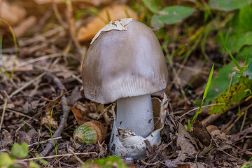 Amanita vaginata. Photo has been taken in the natural forest background.Natural mushroom growing in a forest.Autumn time in the forest.