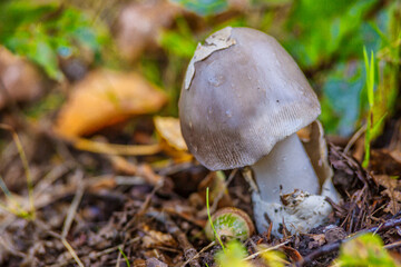 Amanita vaginata. Photo has been taken in the natural forest background.Natural mushroom growing in a forest.Autumn time in the forest.