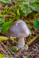 Amanita vaginata. Photo has been taken in the natural forest background.Natural mushroom growing in a forest.Autumn time in the forest.