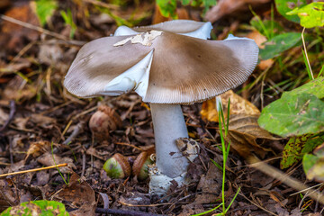 Amanita vaginata. Photo has been taken in the natural forest background.Natural mushroom growing in a forest.Autumn time in the forest.