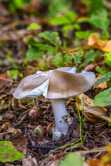 Amanita vaginata. Photo has been taken in the natural forest background.Natural mushroom growing in a forest.Autumn time in the forest.