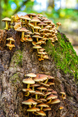 Mushrooms False honey fungus on a stump in a beautiful autumn forest.group fungus in autumn forest with leaves.Wild mushroom on the spruce stump. Autumn time in the forest.