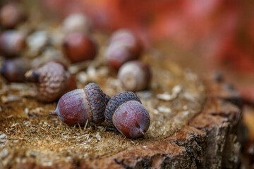 Acorn sitting on a stump in the Forrest.Acorn-fruit of the oak.Acorn in an oak park, close-up, place for text