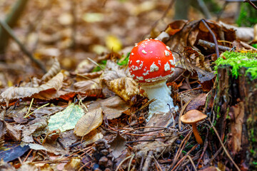 Red fly agaric against the background of the forest. Toxic and hallucinogen mushroom Fly Agaric in grass on autumn forest background.Amanita muscaria. Inspirational natural fall landscape