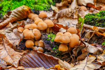 A variety of mushrooms growing on a moss-covered tree stump in the forest.Group fungus in autumn forest with leaves.Autumn time in the forest.