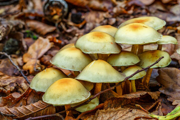 Mushrooms grow in the forest.Group fungus in autumn forest with leaves.Autumn time in the forest.