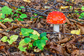 Red fly agaric against the background of the forest. Toxic and hallucinogen mushroom Fly Agaric in grass on autumn forest background.Amanita muscaria. Inspirational natural fall landscape