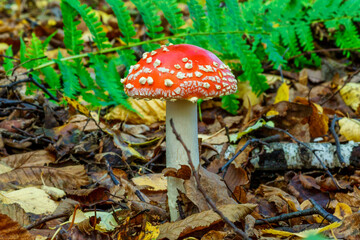 Red fly agaric against the background of the forest. Toxic and hallucinogen mushroom Fly Agaric in grass on autumn forest background.Amanita muscaria. Inspirational natural fall landscape