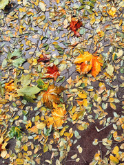 Bright colored autumn leaves background. Wet fallen leaves lie on the ground in the park. Vertical background.