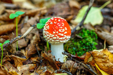 Red fly agaric against the background of the forest. Toxic and hallucinogen mushroom Fly Agaric in grass on autumn forest background.Amanita muscaria. Inspirational natural fall landscape