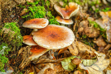 Mushrooms grow in the forest.Group fungus in autumn forest with leaves.Autumn time in the forest.