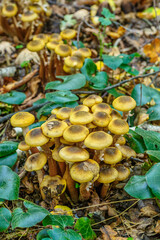 Armillaria mellea, commonly known as honey fungus, is a basidiomycete fungus in the genus...