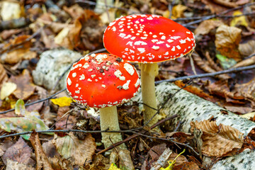 Red fly agaric against the background of the forest. Toxic and hallucinogen mushroom Fly Agaric in grass on autumn forest background.Amanita muscaria. Inspirational natural fall landscape