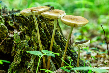 Mushrooms grow in the forest.Group fungus in autumn forest with leaves.Autumn time in the forest.