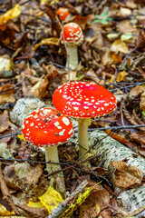 Red fly agaric against the background of the forest. Toxic and hallucinogen mushroom Fly Agaric in grass on autumn forest background.Amanita muscaria. Inspirational natural fall landscape