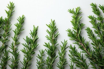 Obraz premium fresh rosemary sprigs isolated against a pure white background highlighting the aromatic herbs vibrant green color and texture for culinary or botanical presentations