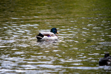 Männliche Stockente im Gegenlicht schwimmend