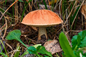 Cute penny bun mushroom grows in the grass. The beautiful little brown cap of the flu is the center of attention.The mushroom grows in the Ukrainian Carpathians in the forest.